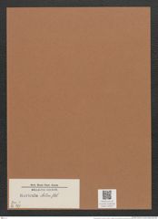 Navicula italica Rs. (de-Toni-Nr.: Genus 1, Species 301) Zeichnungen Sammlung Grunow Mappe 00257 (Herbarium_W_Grunow_drawings_Folder_00257)